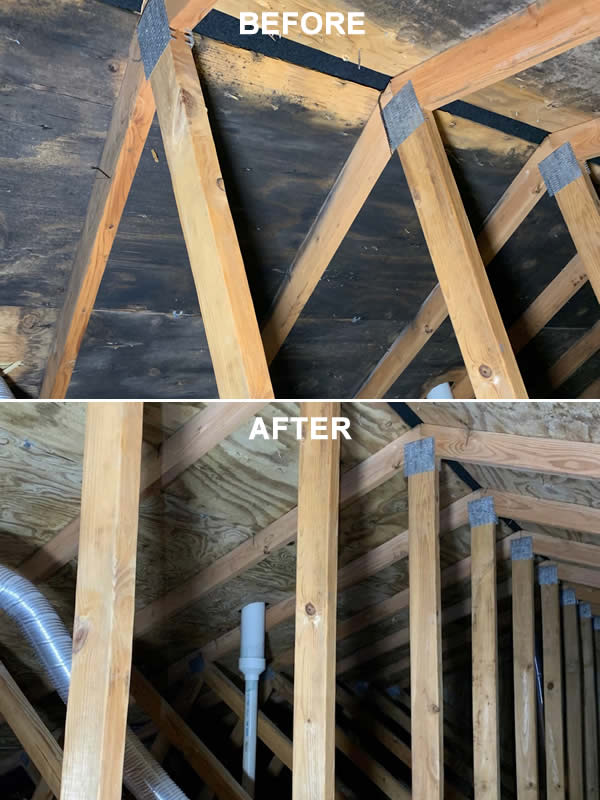 Mold Remediation Services Wisconsin